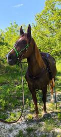 Cavallo