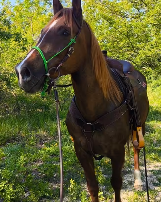 Cavallo