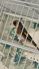 Cardellino maschio