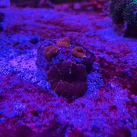 Coralli talee discosomi rossi