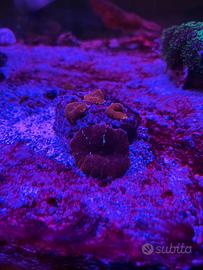 Coralli talee discosomi rossi