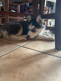 Cucciola di siberian husky