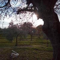Terreno agricolo con casa