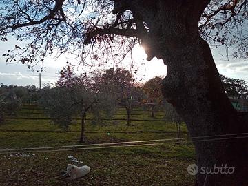 Terreno agricolo con casa