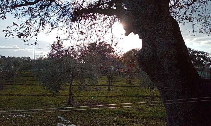 Terreno agricolo con casa