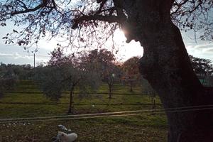 Terreno agricolo con casa