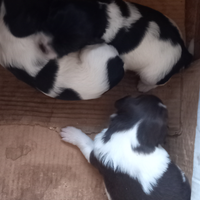 Cuccioli Springer Spaniel