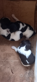 Cuccioli Springer Spaniel