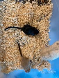 Cuccioli di gerbillo