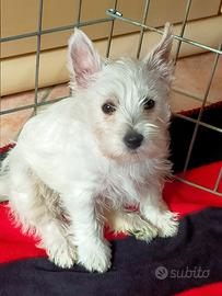 Cuccioli west highland White terrier