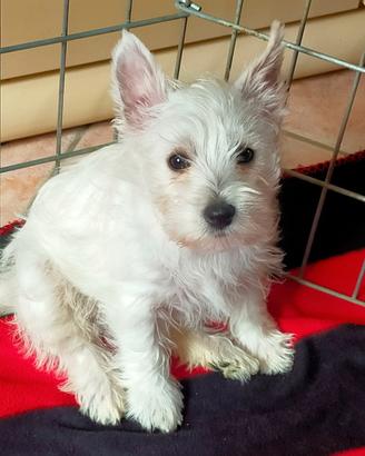 Cuccioli west highland White terrier