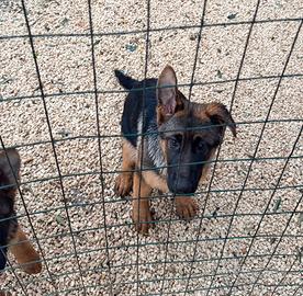 Pastore Tedesco femmine