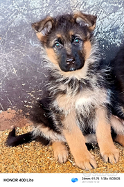 Cuccioli di pastore tedesco