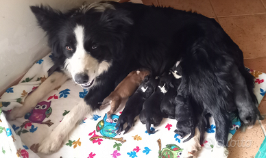 Border Collie/ Pastore Maremmano