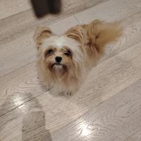 Femmina di Morkie