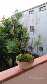 bonsai di pinus pinea 