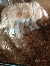 Golden retriever cucciolata selezionata pedigree