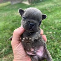 Cuccioli bulldog francese