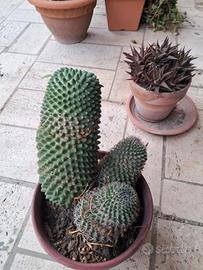 Lotto piante grasse e cactus grandi in vaso