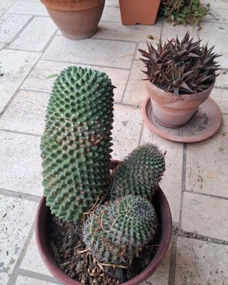 Lotto piante grasse e cactus grandi in vaso