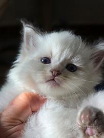 Cuccioli di siberiano Neva Masquerade