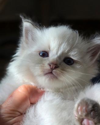 Cuccioli di siberiano Neva Masquerade