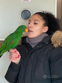 Pappagallo Ecletto Baby 2025