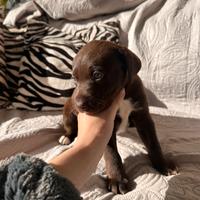 Cucciole incrocio Labrador