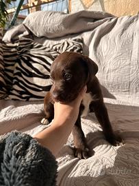 Cucciole incrocio Labrador