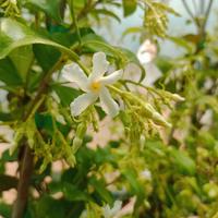 piante rampicante rincospermum altezza 150cm 