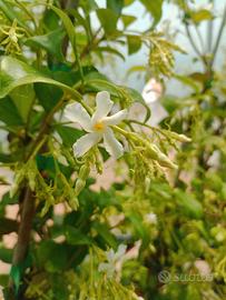 piante rampicante rincospermum altezza 150cm 