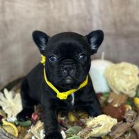 Bulldog francesi esotici
