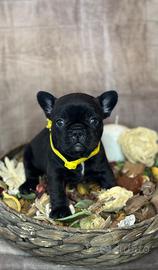 Bulldog francesi esotici