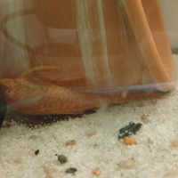 Ancistrus red