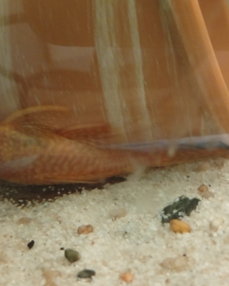 Ancistrus red