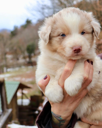 Cuccioli Australian