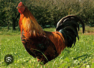 Eseguo castrazione polli