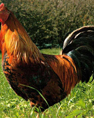 Eseguo castrazione polli