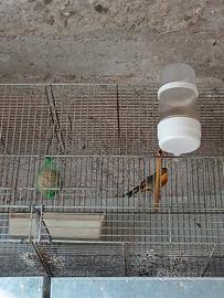 Usignolo del Giappone