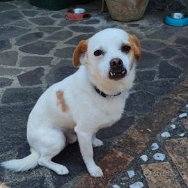 PIERINO dallo splendido sorriso