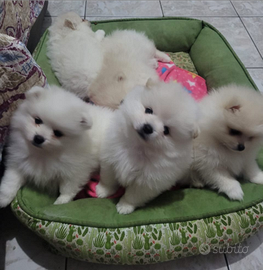 Piccoli spitz