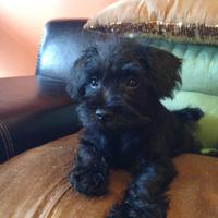 Cucciolata schnauzer nani neri