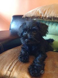 Cucciolata schnauzer nani neri