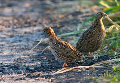 Quaglia da volo
