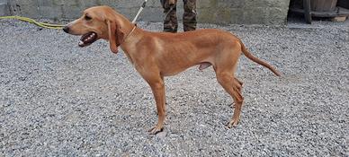 Cucciolone segugio italiano