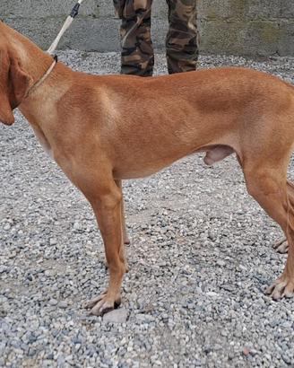 Cucciolone segugio italiano