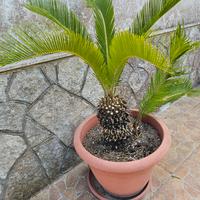 cycas in vaso