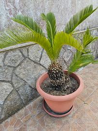cycas in vaso