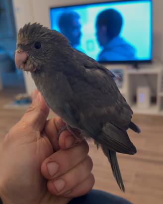 Kakariki