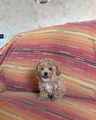 Maltipoo toy cuccioli